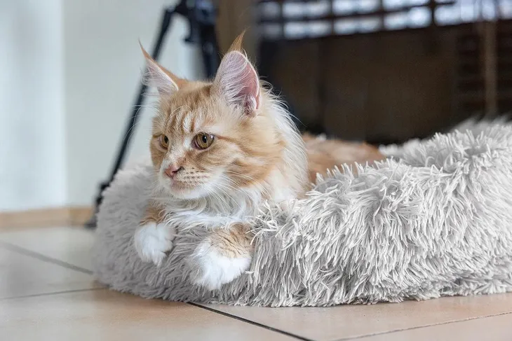 pluszowe-legowisko-szare-m-60cm-rodzaj-legowisko