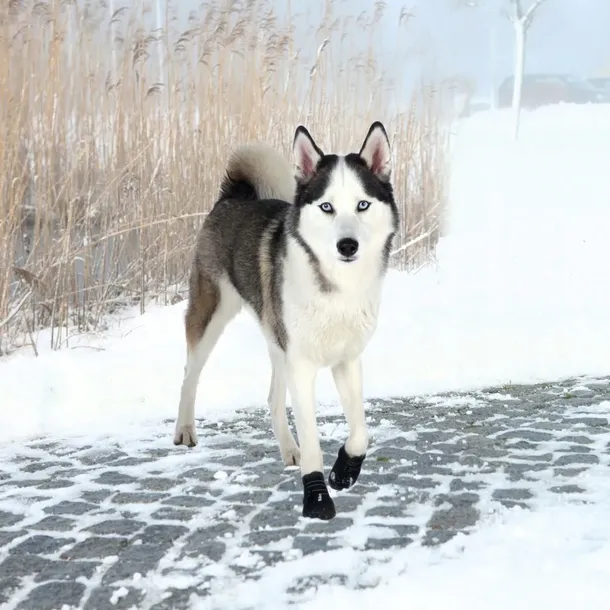 buty-ochronne-walker-active-l-2-szt-marka-trixie