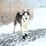 buty-ochronne-walker-active-l-2-szt-marka-trixie