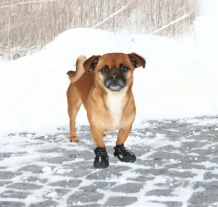 buty-ochronne-walker-active-l-2-szt-stan-nowy-marka-trixie