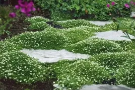 karmnik-oscisty-bylina-mech-zamiast-trawy-nasiona