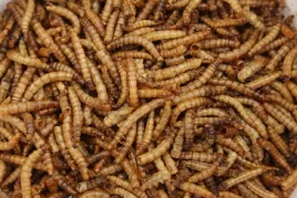 macznik-suszony-larwy-mlynarka-250ml-45g