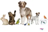 wspinaczka-panama-pet-15-x-22-cm-stan-nowy