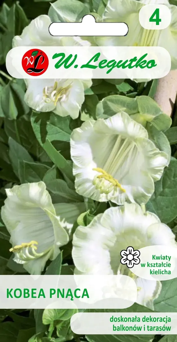 kobea-pnaca-biala-nasiona