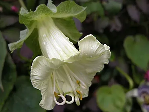 kobea-pnaca-biala-nasiona-waga-z-opakowaniem-0-01-kg