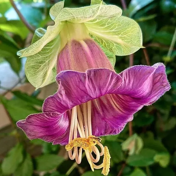 kobea-pnaca-biala-nasiona-kolor-kwiatow-biale