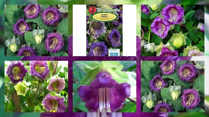 kobea-pnaca-biala-nasiona-odmiana-kobea-pnaca