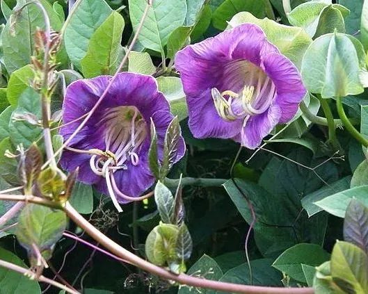 kobea-pnaca-biala-nasiona-marka-w-legutko