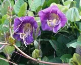 kobea-pnaca-biala-nasiona-marka-w-legutko