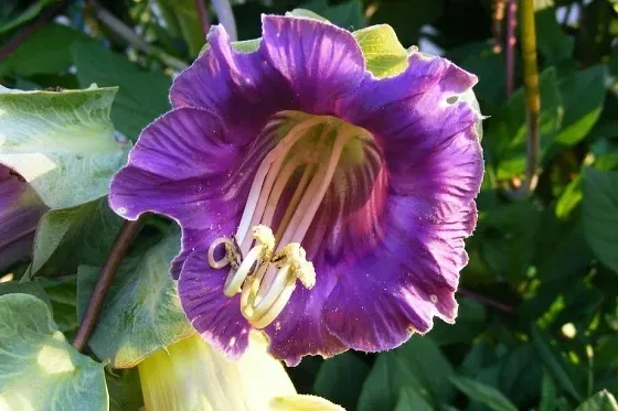 kobea-pnaca-biala-nasiona-cechy-charakterystyczne-lubiace-slonce-proste-w-pielegnacji