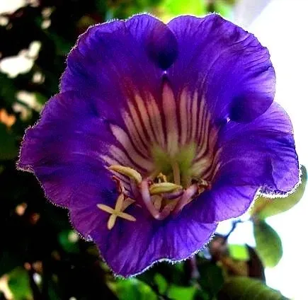 kobea-pnaca-biala-nasiona-nazwa-lacinska-cobaea-scandens