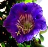 kobea-pnaca-biala-nasiona-nazwa-lacinska-cobaea-scandens