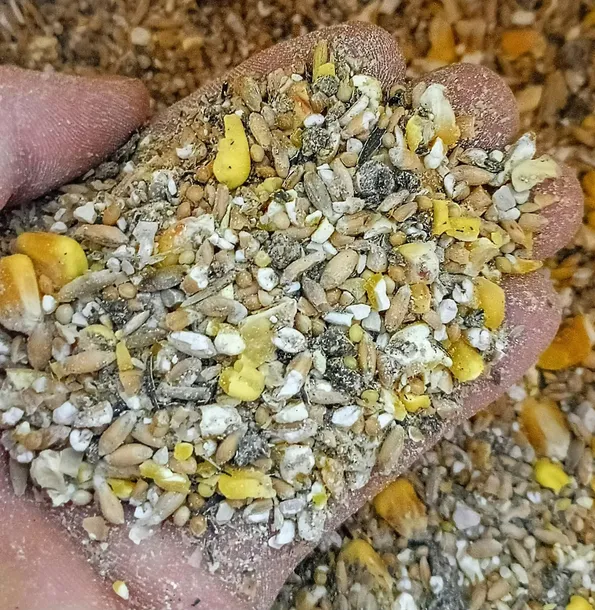 Pasza Karma Dla Kur Niosek 25kg Naturalna Mieszanka BEZ GMO Sypka