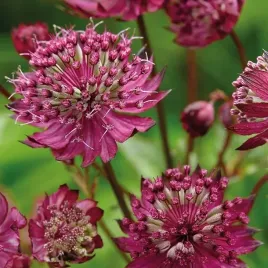 jarzmianka-astrantia-rozowa-ruby-cloud-sadzonka-1-szt-na-zacienione-miejsca