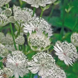 jarzmianka-astrantia-biala-alba-klacze-1-szt-na-zacienione-miejsca
