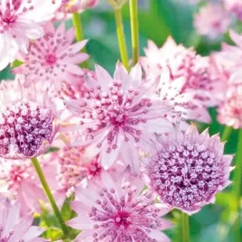 jarzmianka-astrantia-rozowa-rosea-klacze-1-szt-na-zacienione-miejsca
