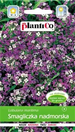 smagliczka-nadmorska-rozowo-fioletowa-nasiona-05g-plantico-wieloletnia