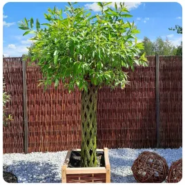 wierzba-pleciona-recznie-sadzonka-drzewko-ogrodowe-dekoracja-4-pedy-160-cm