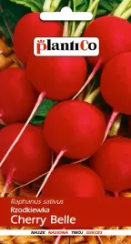 rzodkiewka-cherry-belle-okragla-nasiona-wczesna-zbior-po-21-dniach-10g