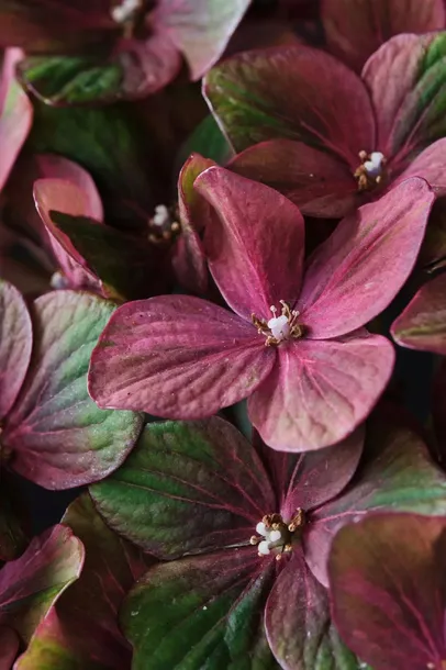 hortensja-ogrodowa-magical-chocolate-niespotykana-niezawodnie-kwitnaca-roslina-w-postaci-sadzonka-w-pojemniku-05-1l-rodzaj-rosliny-hortensje