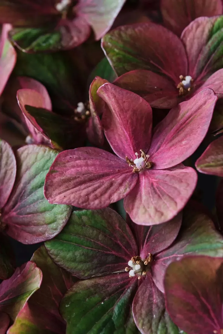 hortensja-ogrodowa-magical-chocolate-niespotykana-niezawodnie-kwitnaca-rodzaj-rosliny-hortensje