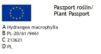 hortensja-ogrodowa-magical-chocolate-niespotykana-niezawodnie-kwitnaca