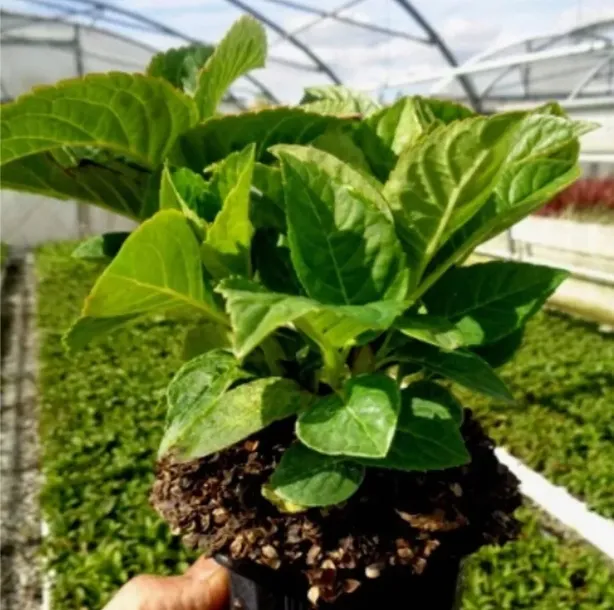 hortensja-ogrodowa-magical-chocolate-niespotykana-niezawodnie-kwitnaca-rodzaj-rosliny-hortensje-roslina-w-postaci-sadzonka-w-pojemniku-05-1l