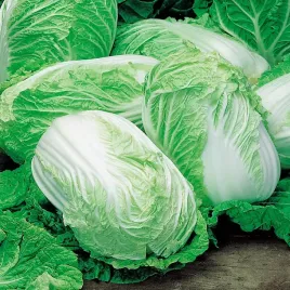 kapusta-pekinska-pacifiko-f1-nasiona-warzyw-wczesna-chrupkie-liscie
