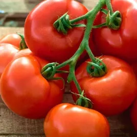pomidor-babinicz-ceniona-bardzo-wczesna-odmiana-polskie-duze-pomidory
