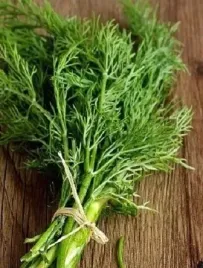 koper-goliat-na-zbior-peczkowy-zdrowy-koperek-nasiona-kopru