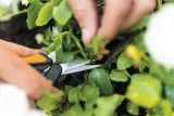 fiskars-nozyczki-sp13-solid-fs1051600-waga-narzedzia-0-04-kg