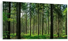 obraz-na-szkle-las-drzewa-zielen-natura-drzewo-szklany-do-kuchni-100x50cm