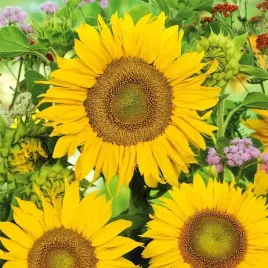 slonecznik-ozdobny-sunspot-karlowy-doskonaly-do-uprawy-na-doplaty-1kg