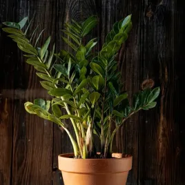zamiokulkas-zamiifolia-niezastapiony-klasyk-zamioculcas-rozmiar-m-30-40-cm