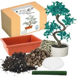 zestaw-do-uprawy-eukaliptus-srebrny-drzewko-bonsai-nasiona-5-szt-wieloletni