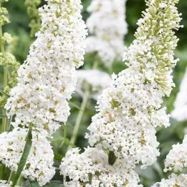 budleja-dawida-white-profusion-1-szt-sadzonka-bylina-ozdobna