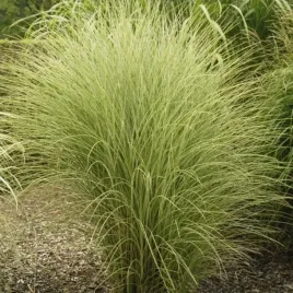 miskant-chinski-morning-light-1-szt-trawy-ozdobne-sadzonki-wysokie