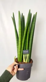 sansevieria-straight-roslina-z-zelaza-idealna-do-salony-xxl