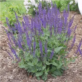 szalwia-omszona-night-field-1-szt-sadzonki