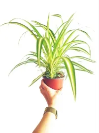 zielistek-chlorophytum-comosum-variegatum-zielistka