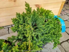 jalowiec-rozeslany-procumbens-nana-plozacy-prawdziwe-zdjecia