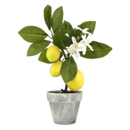 drzewko-bonsai-cytryny-jako-elegancki-wystroj-domu-i-imprez