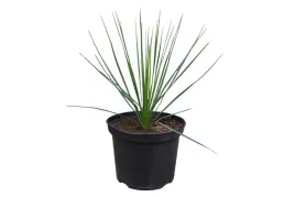 yucca-thompsoniana-juka-mrozoodporna-20-30cm