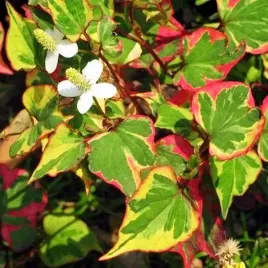 tulacz-sercowaty-chameleon-1-szt-sadzonki-byliny-ozdobne