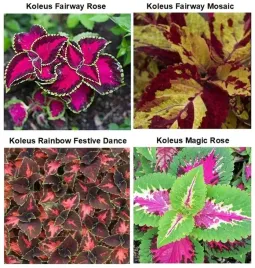 zestaw-do-uprawy-na-prezent-koleusy-pokrzywki-juz-wysiane-nasiona