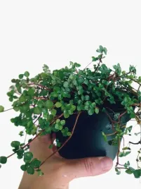 pilea-glauca-greyzy-do-lasu-w-sloiku-wytrzymala-na-parapet