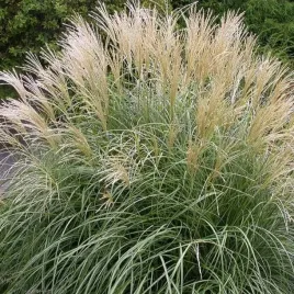 miskant-chinski-adagio-1-szt-trawa-ozdobna-wysoka-sadzonka