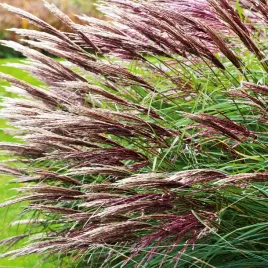 miskant-chinski-red-chief-1szt-trawy-ozdobne-sadzonki-wysokie