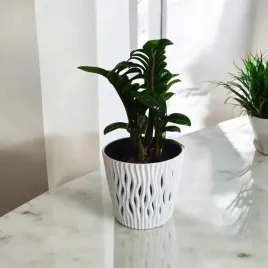 zamioculcas-zamiifolia-zenzi-gesta-sadzonka-zamia-zamioculus-zenzi
