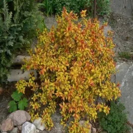 tawula-japonska-goldflame-1-szt-sadzonki-doniczka